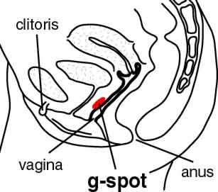 Female reproductive system diagram showing vagina and location of G spot (marked red), about 1/3 of the way inside the vagina, on the wall closest to the clitoris.