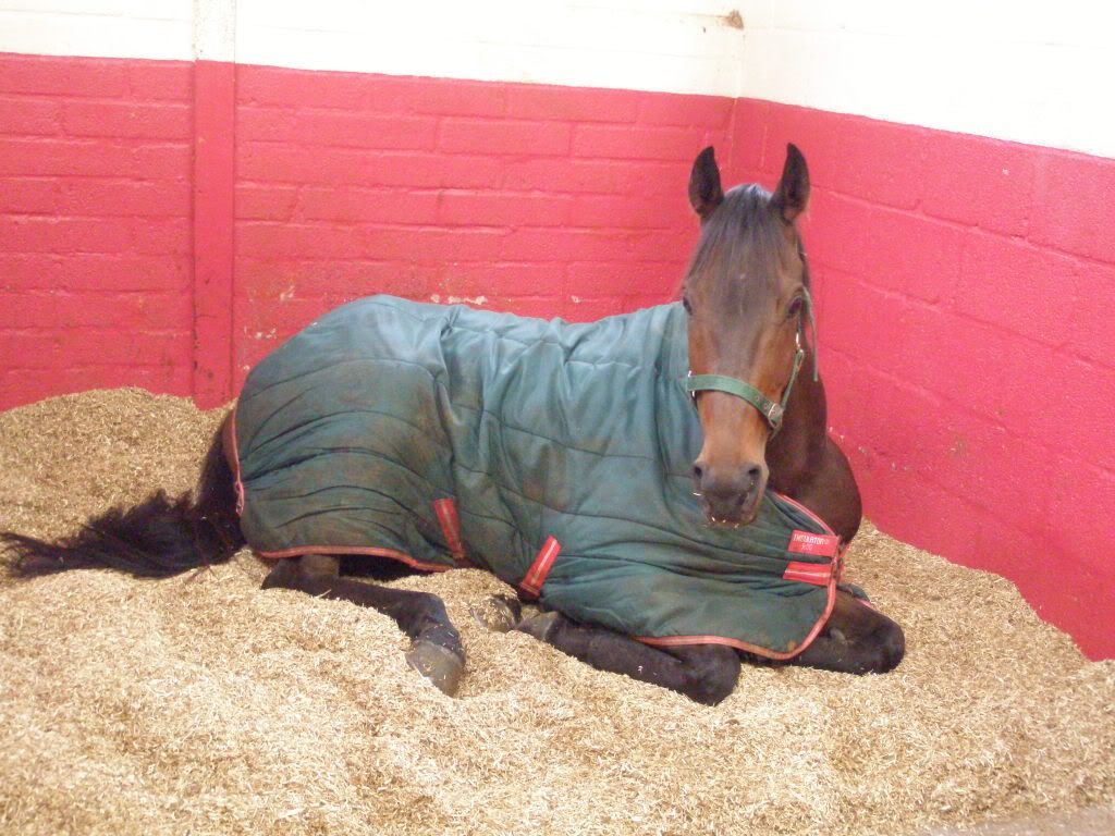 Deep litter shavings yay or nay!