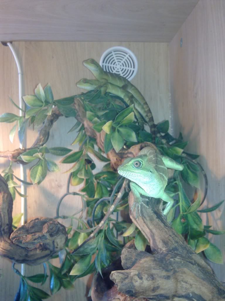 SE England allsorts for sale job lot Reptile Forums