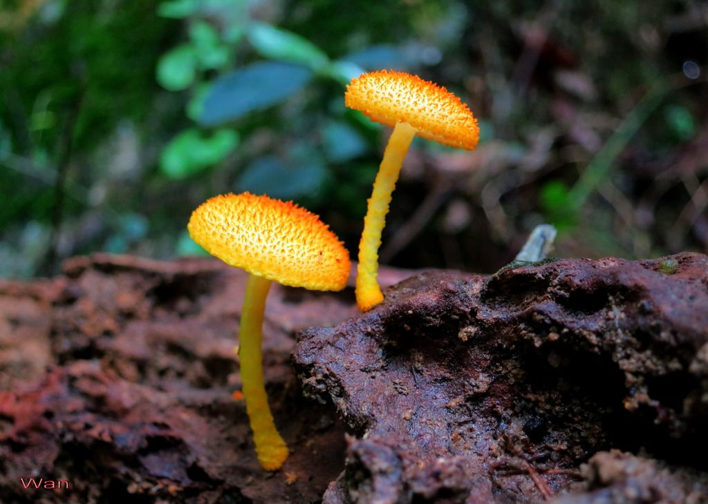 金黄鳞盖菌 cyptotrama chrysopeplum 裸子植物 菌类 苔藓 藻类