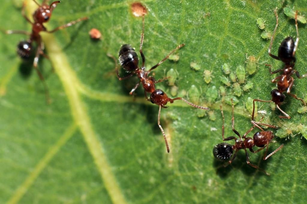 ant3.jpg