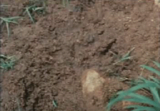 http://i1028.photobucket.com/albums/y344/MichaelAnthonyHunt/more%20gifs/Toad-eats-frog.gif