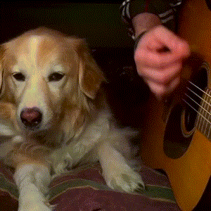 Dog-Stops-Man-Playing-Guitar_zpsq1b71fif