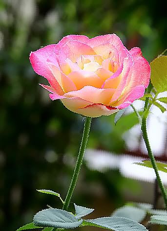 Rose Pictures, Images and Photos