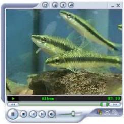 video curso de peces