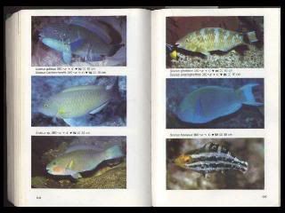 libro ilustrado manual de peces