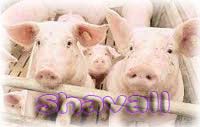 curso crianza cerdos porcicultura