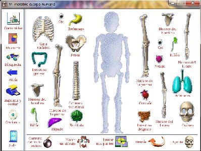el cuerpo humano anatomia humana