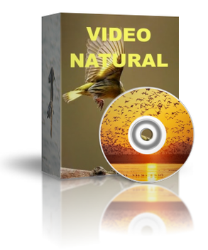 Video Natural Aves Cielo