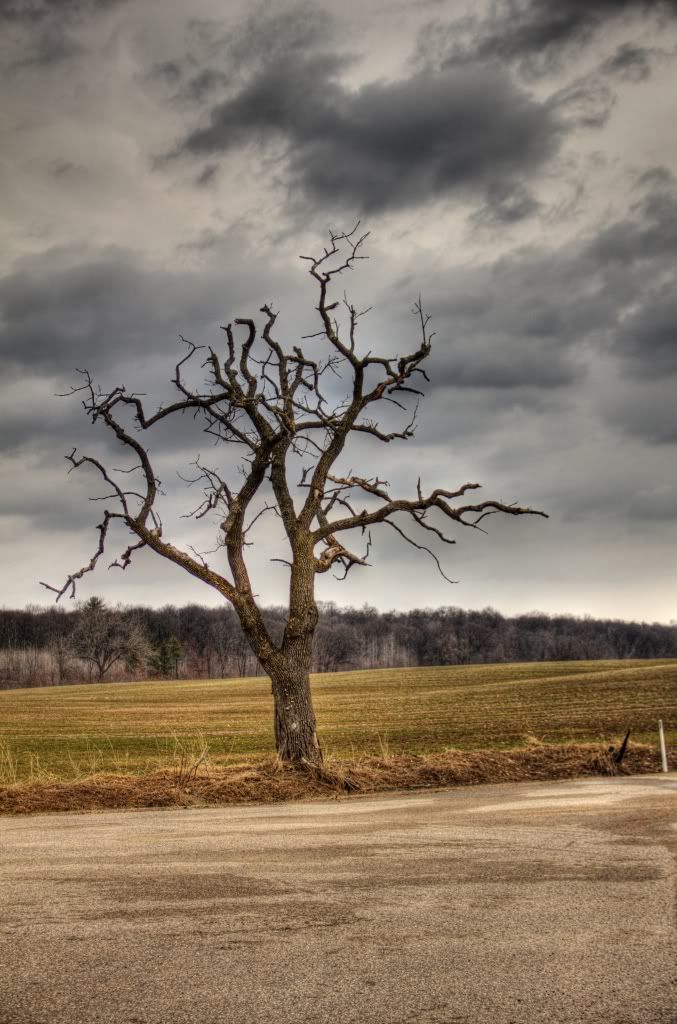 IMAGE: http://i1028.photobucket.com/albums/y347/Mr_Tuscani03/HDRtreePM.jpg