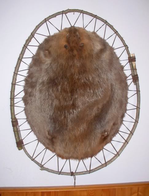 full body beaver mount