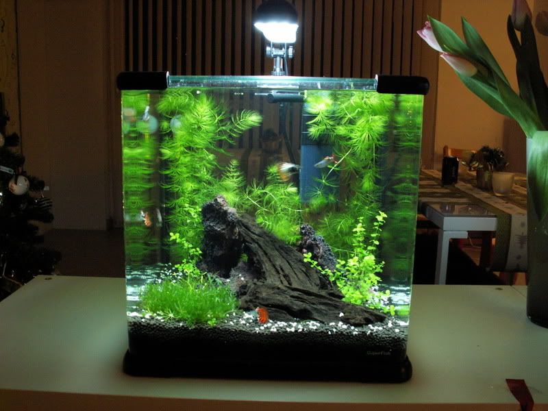 http://i1028.photobucket.com/albums/y349/clioke/Aqua-cube%2025/PICT5675.jpg