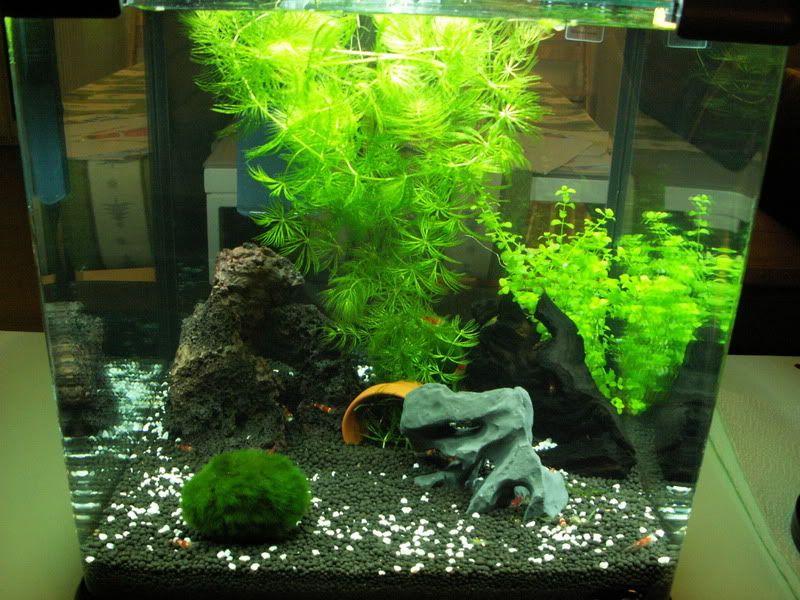 http://i1028.photobucket.com/albums/y349/clioke/Aqua-cube%2025/PICT5683.jpg