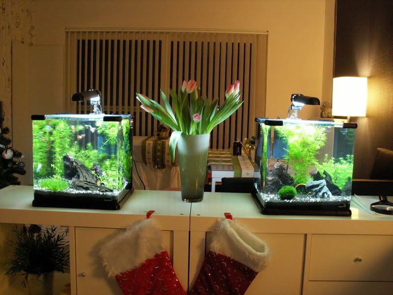 http://i1028.photobucket.com/albums/y349/clioke/Aqua-cube%2025/PICT5691.jpg