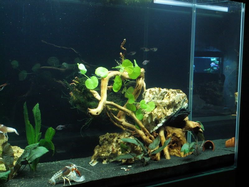 http://i1028.photobucket.com/albums/y349/clioke/Ciano%20Emotions/PICT9575_zpsdd38d0ec.jpg