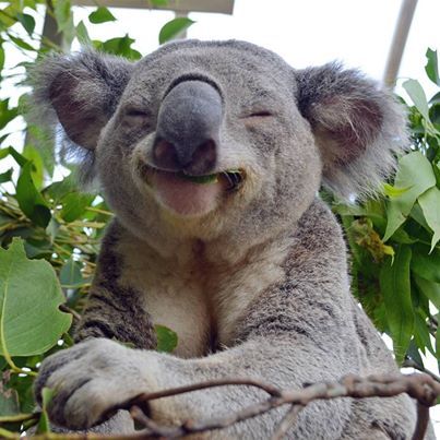koalahappy_zps0f15b314.jpg