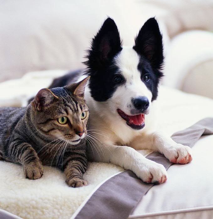 pictures of dogs and cats. Do you remember the movie The Truth about Cats and Dogs?